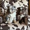 Australian Shepherds