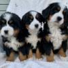 Bernese Mountain Dog Puppies!