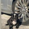 Micro exotic American Bully