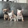 French Bulldog puppies