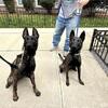 KNPV female Dutch shepherd 9 month old pup available