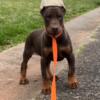 AKC REGISTERED DOBERMAN PINSCHER PUPPIES