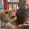 Golden Doodle Puppies