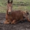 Mule for sale