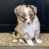 AUSTRALIAN SHEPHERD PUPPIES