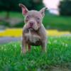 POCKET BULLY PUPPIES