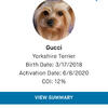 Yorkshire Terrier Stud