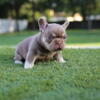 Pink carrier French bulldog Frenchie