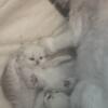 Beautiful DearHeart Persian white  royal kittens