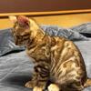 Beautiful Bengal Kitten boy – Playful, Affectionate and Home-Raised