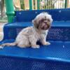 *Kashew* Shihpoo ~ Male ~ 7 Months Old