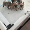 Akc French bulldog puppys 