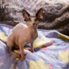 SOLD - Beautiful Sphynx Kittens - Pre Holiday Sale!