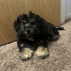 Maltipoo 9 weeks