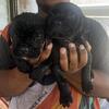 Cane Corso puppies available 