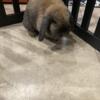 Female Holland lop very tame