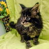 Adorable male Maine Coon