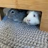 Guinea pigs looking for forever home