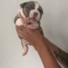 Abkc Bully pups few left