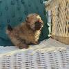 Male Sable Pomeranian