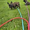 Akc french bulldog puppies. 