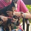 Chihuahuas dogs need a home