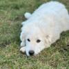 My Great Pyrenees is for sale he is a male and he is a very friendly dog