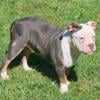 Pocket American Bully Puppy