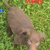 Mini Australian shepherd/lab puppies