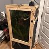 Male Veil chameleon for sale