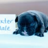 French Bulldog Dexter Male