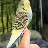 Hand raised budgies 