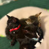 Rehoming Kittens
