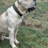 ICCF Cane Corso Stud