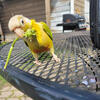 2 year old green cheek conure