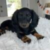 Adorable female AKC miniature dachshund