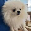 2 gorgeous Pomeranians for sale $4000