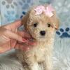 Malshipoo females. Belding, Michigan