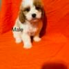 Cavapoo puppies 