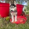 Male Puppy - Siberian Husky