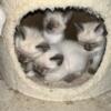 Siamese kittens expected in October