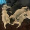 Pug puppies for sale- Frankfort Ohio-$1,000