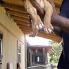 Gr ch Hogg x Gr ch MachoBuck APBT Puppies