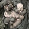 Xoloitzcuintli puppies