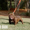 Micro bully for sale