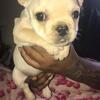 3 month old Frenchie