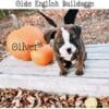 *PRICE DROP* DOB 8/13/24 Male Olde English Bulldogge puppy.***UPDATED PICS*** (Northern Michigan)