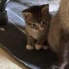 Kittens need homes