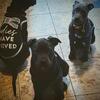 Cane Corso/Presa Canario