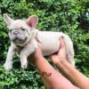 Male Blue Fawn French Bulldog